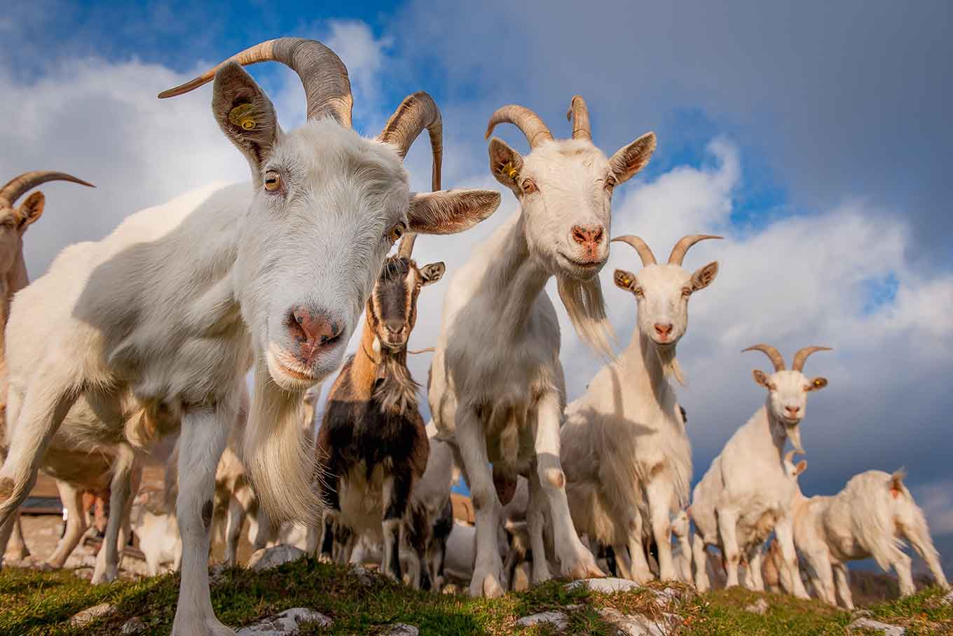 Herd of goats grazing in a paddock