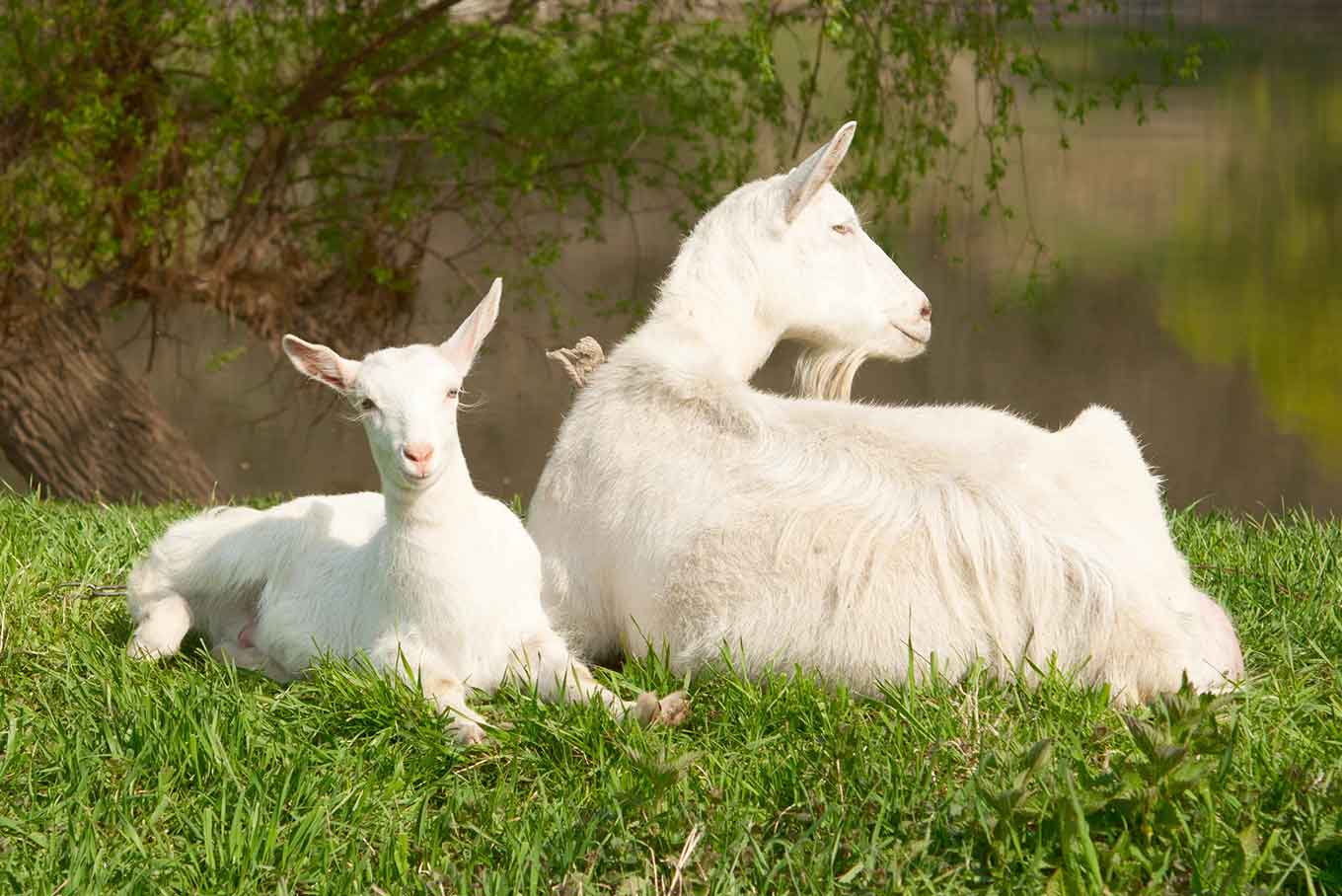 A doe and kid seated in a paddock