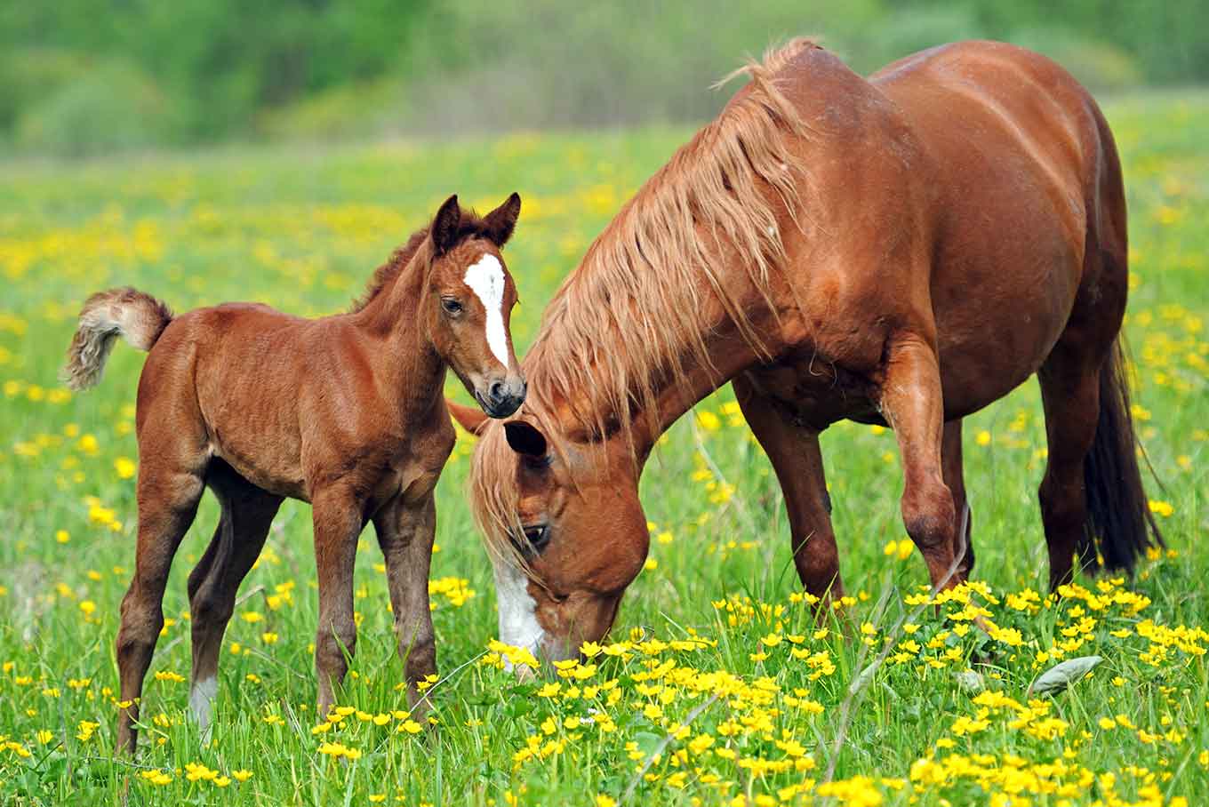 A mare and foal grazing in a paddock