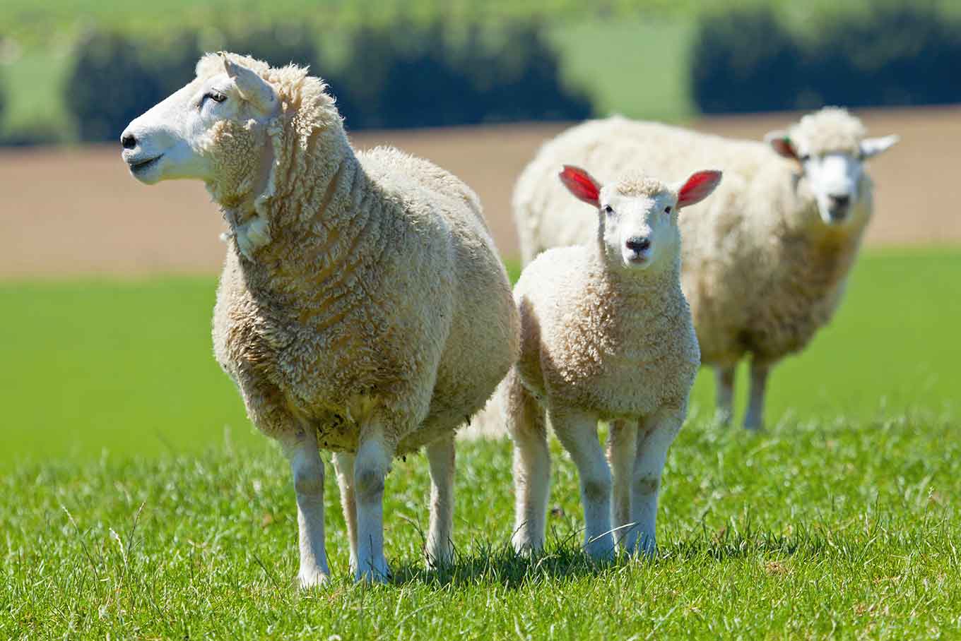 A ewe and lamb grazing in a green paddock