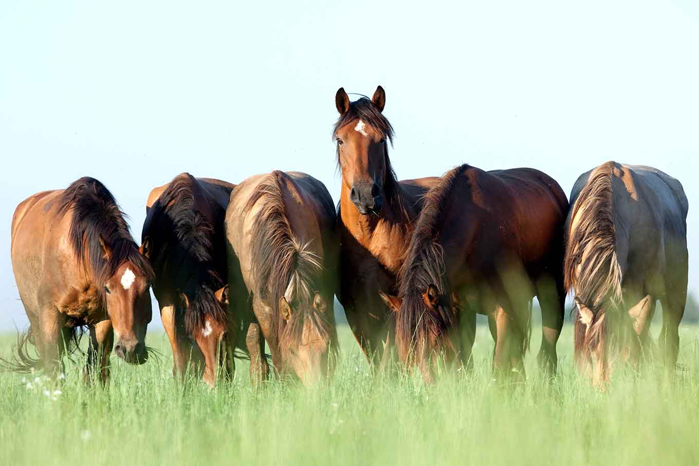 Six horses grazing in a paddock